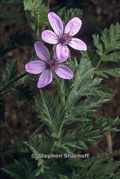 erodium cicutarium 3 graphic